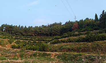 洞口县前龙队-李建