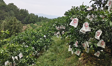 洞口县山里头家庭农场